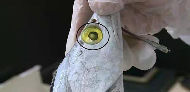 怎样选择购买带鱼，买带鱼有诀窍牢记