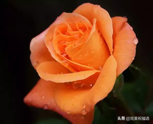 情人节送男友今日情人节，2.14玫瑰送给亲爱的朋友，祝你们情人节快乐
