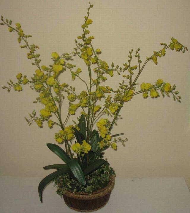 每年春节养什么花好看，7种春节好运花