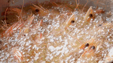 开边基围虾怎么做好吃，这样的蒜蓉开边虾你吃过吗