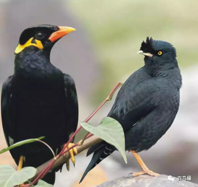 家八哥和鹩哥的区别，八哥与鹩哥常见问题解答