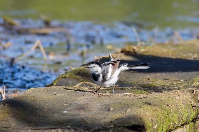 北方春季鸟类不完全图鉴，鸟类介绍（漂亮的鸟儿大合集）