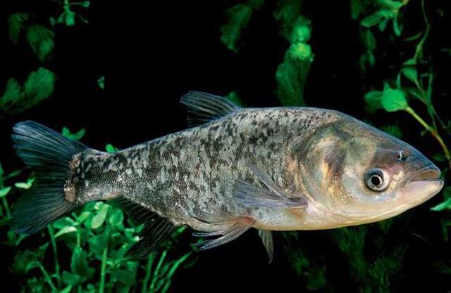 鲢鳙鱼和大头鱼的区别，四大家鱼之鳙鱼