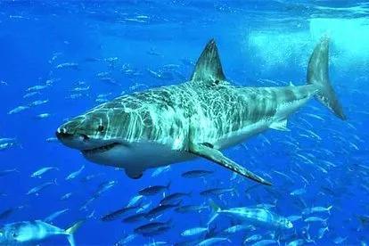 巨齿鲨和大白鲨有什么不一样，巨齿鲨和大白鲨的区别和关系