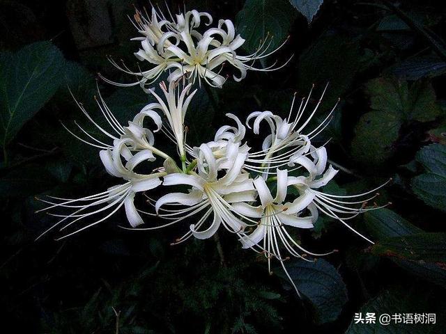 各种彼岸花的花语，十大诅咒之花花语