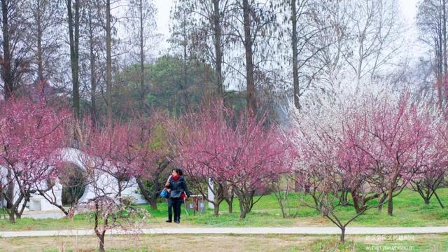 蜡梅与腊梅的区别，蜡梅是梅花吗究竟是（腊梅花与蜡梅有什么区别）