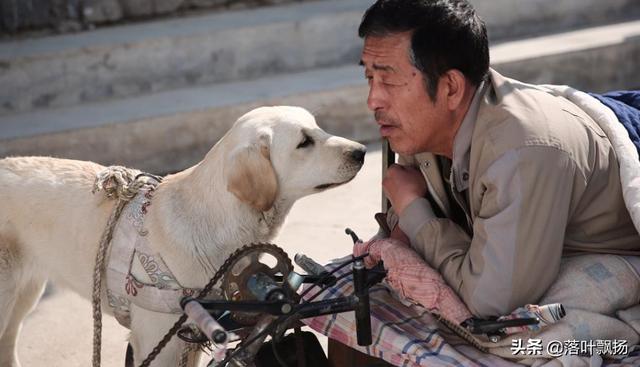 感动全球的几大狗狗电影，感动全球的九大狗狗电影