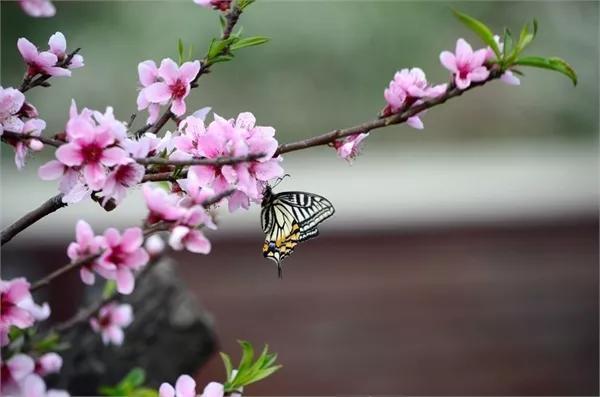 桃花嫣然出篱笑，关于桃花最美的诗词（赏读：桃花依旧笑春风）