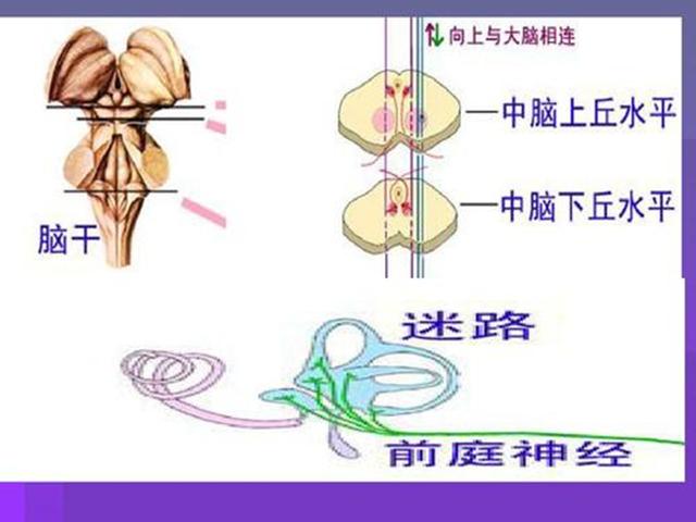 狗狗晕车了怎么快速缓解，狗狗其实也会晕车