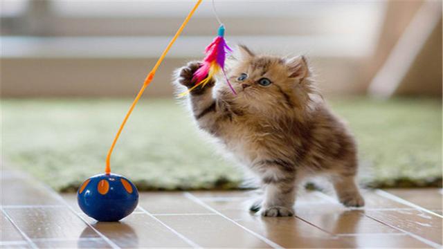 猫咪为什么怕黄瓜，揭秘猫咪为什么会怕黄瓜（猫为什么会害怕黄瓜）