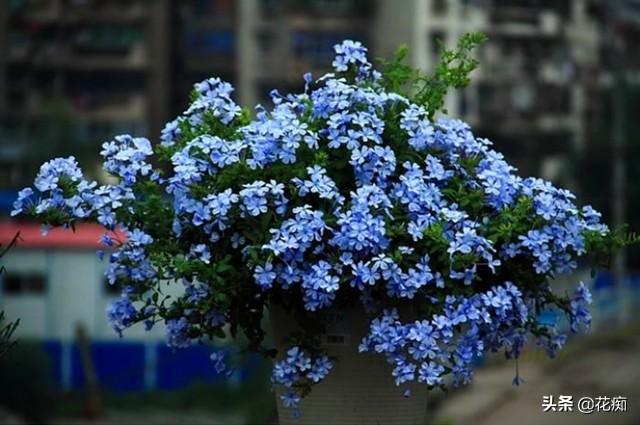 蓝雪花的养殖方法和注意事项，盆栽蓝雪花的养殖方法和技术