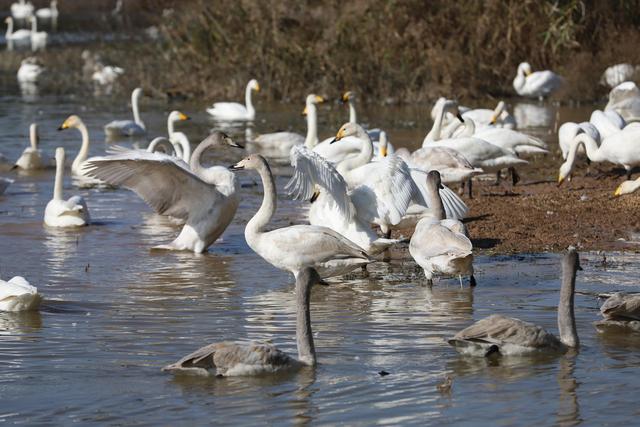 天鹅湖景区三门峡，三门峡天鹅湖国家湿地公园苍龙湖白天鹅
