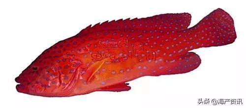 最便宜的石斑鱼，便宜的海鲜鱼类有哪些品种（这条奢华的贵族石斑鱼你确定吃过）