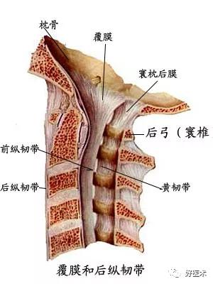 韧带结构图详解，90条韧带的精细解剖