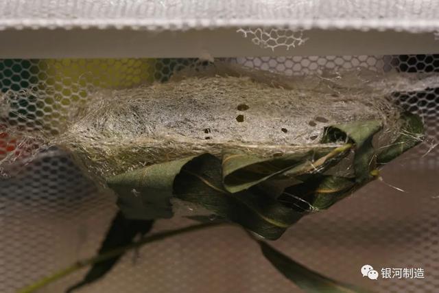 有哪些常见的飞蛾，自然记录蛾生一瞬