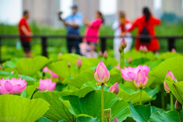 荷花拍照10个技巧，帮你把荷花拍得不一般