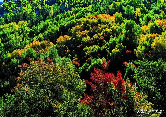 阿尔卑斯山最精华的地区，以金山之名滋养富饶与生机的阿尔泰山