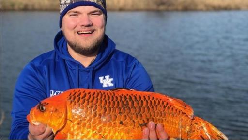 黄金猛鱼打得过森蚺吗，地球恐怖的十大蟒蛇