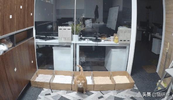 猫咪比较好的零食，提高猫咪生活质量