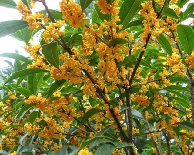 如何分辨桂花开不开花，秋意浓，最是桂花香