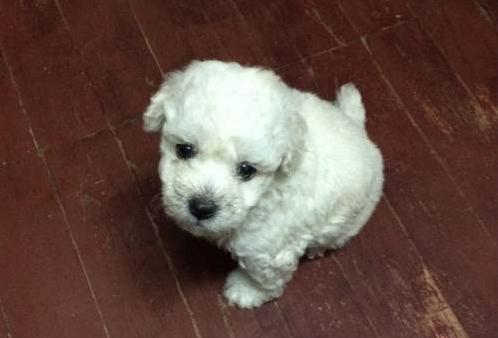 阿拉斯加犬小时候，狗一般有几个月就长成大狗了（毛茸茸的一团太可爱了吧）