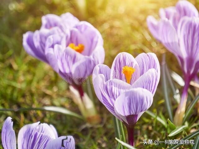 秋天有什么花容易养又好看，这20种花建议选几个