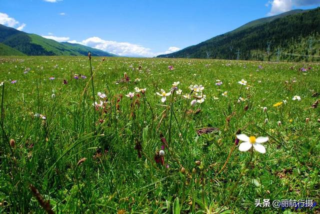 新都桥草原风景，新都桥—塔公草原—雅砻江河谷——迷人的夏季风光