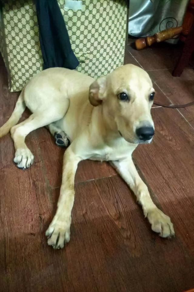 狗可以吃盐吗，狗不能吃盐这句话并无科学依据