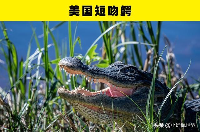 咬合力最强的动物，咬合力最强的12种动物（地球史上最强悍的生物——巨齿鲨）