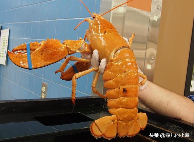 远古时代巨型龙虾，永葆青春真的不再是神话