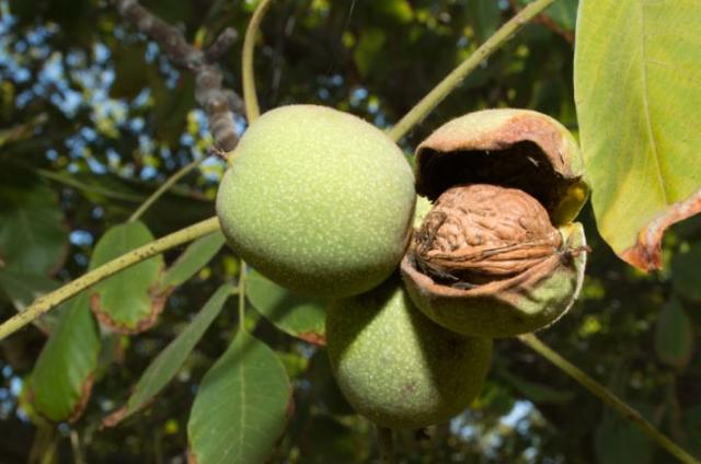 新炒出来的山核桃有什么特点，又鲜又嫩的核桃