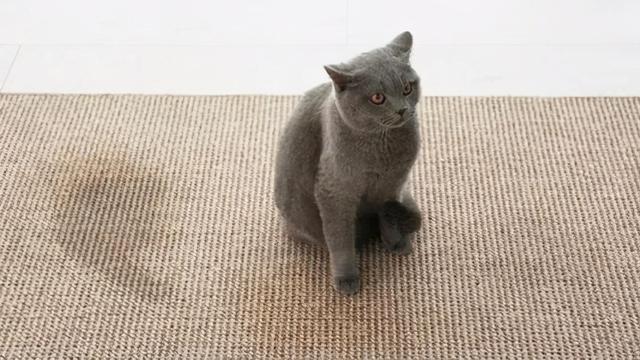 猫咪上火的症状，幼猫上火是什么症状（不用慌，教你降火小妙招）
