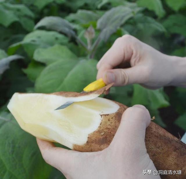雪莲果怎么吃法，雪莲果正确的吃法是怎样吃（雪莲果如何吃最有营养）