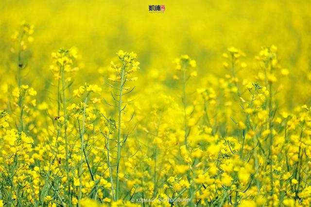 全国春季赏花时间表，收好这10个踏春赏花推荐