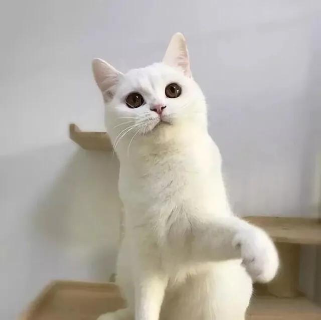 银渐层是美短还是英短，英短中的颜值担当