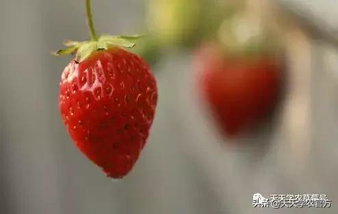 冬天的草莓怎么吃，冬天的草莓还能这样吃