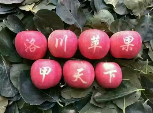 春天有哪些水果，适合春天吃的水果有哪些呢