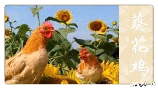 吮指原味鸡好吃的部位，从儿时吃到大的肯德基KFC吮指原味鸡~你最喜欢哪个部位呢