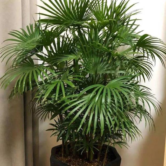 观叶植物的室内摆放，家里盆栽摆放有讲究