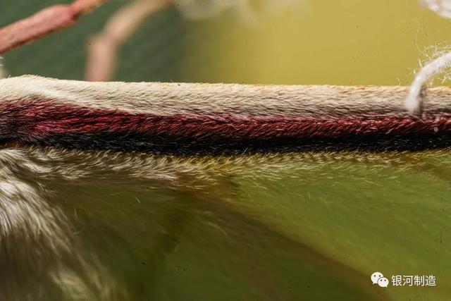 有哪些常见的飞蛾，自然记录蛾生一瞬