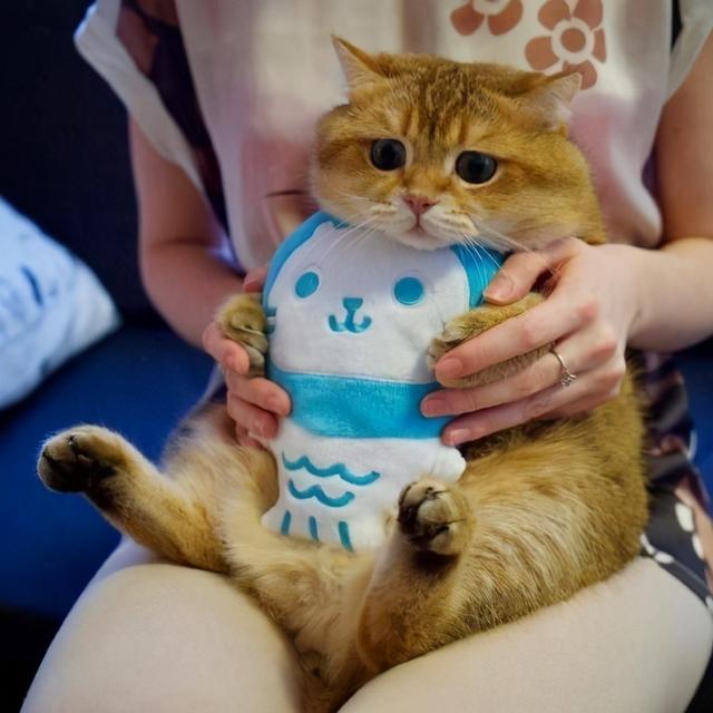 猫咪上火的症状，幼猫上火是什么症状（不用慌，教你降火小妙招）
