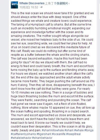 公牛真鲨百科介绍，死法最憋屈的动物