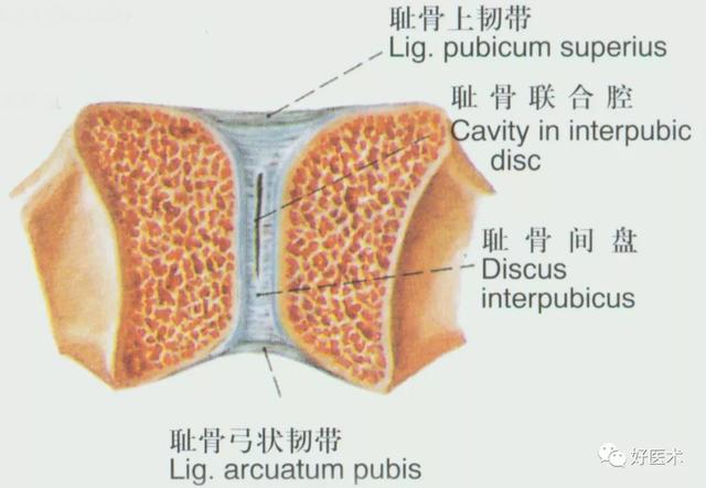 韧带结构图详解，90条韧带的精细解剖