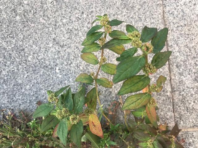 一种草药可以治癣，什么草可以治疗癣疮