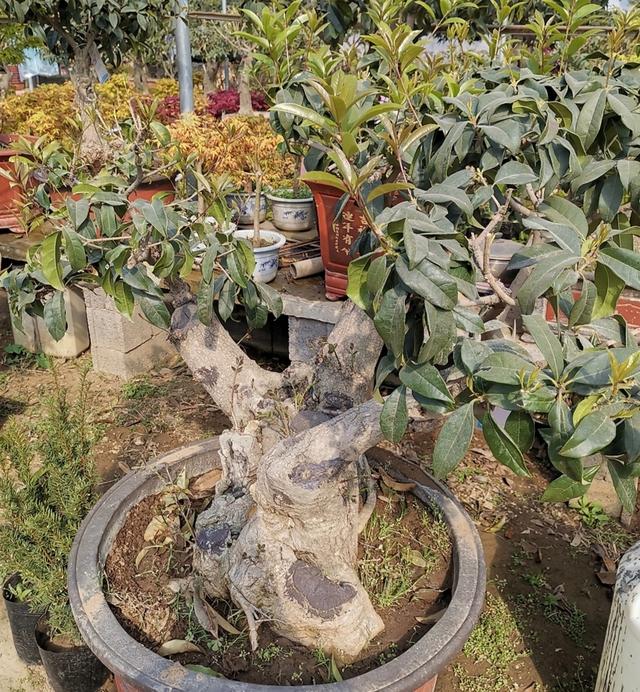 如何分辨桂花开不开花，秋意浓，最是桂花香