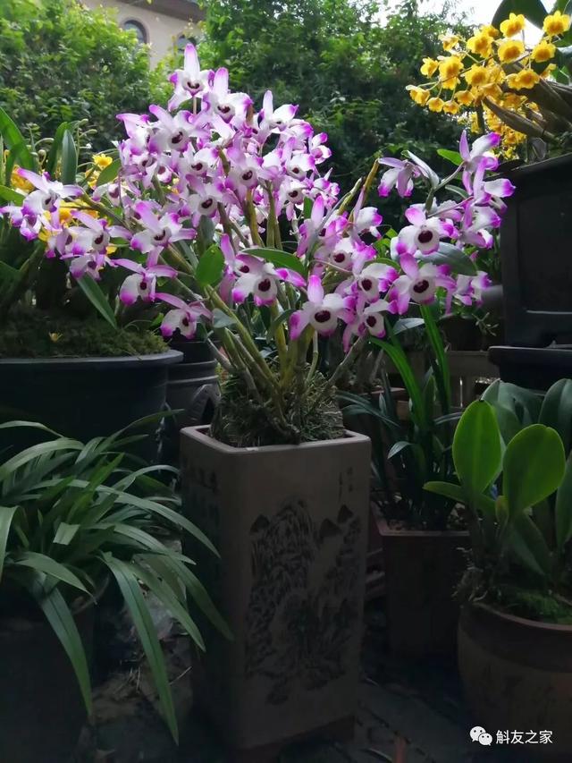 美丽石斛花开了，漂亮的石斛开花了