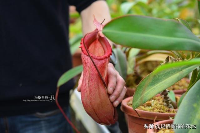 通向死亡的甜蜜诱惑，什么猪笼草是最好养（大量吸食它，可致人瘫痪、死亡）