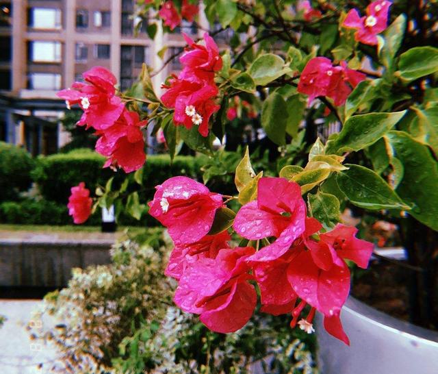 三角梅怎么修剪，三角梅开花过后如何修剪