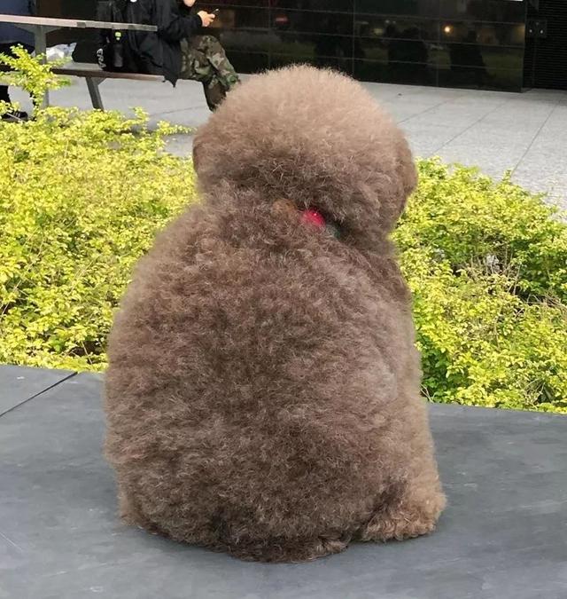 肥胖的松狮(太宰治死因)