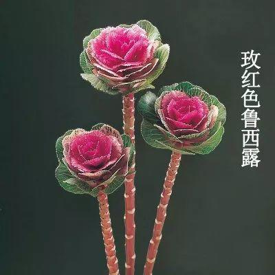 冬天比较耐冻的花，这花冬天不怕冷